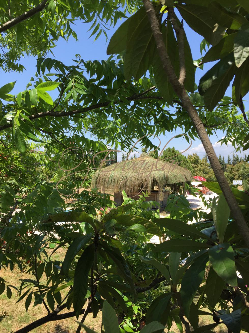 Saz Çatı